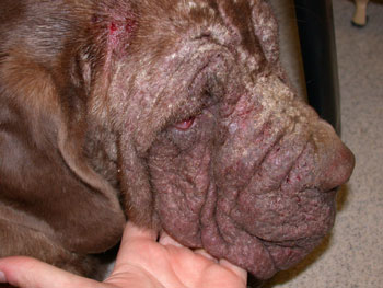 Canine Demodicosis