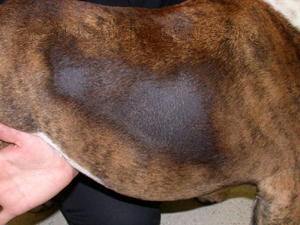 Canine Recurrent Flank Alopecia