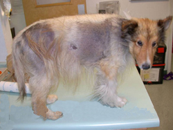 Cushing's Disease