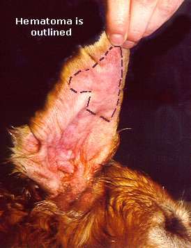 Ear Hematoma