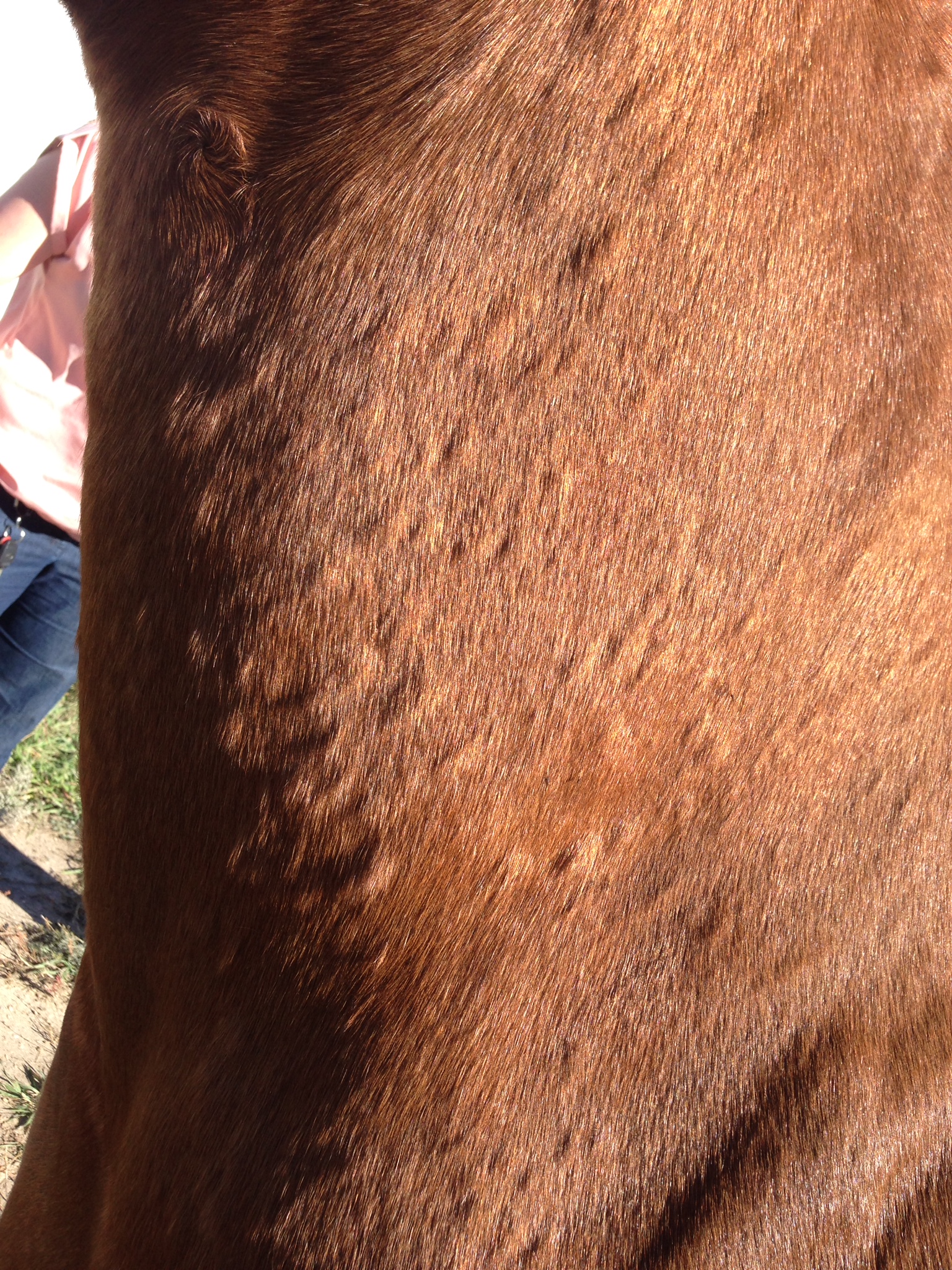 Equine Atopy
