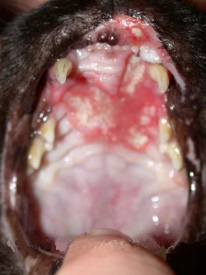 Feline Eosinophilic Granuloma Complex