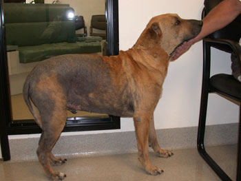 Flea Allergy Dermatitis