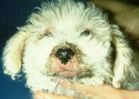 Juvenile Cellulitis