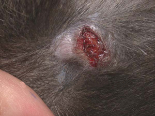 Opportunistic Mycobacteriosis