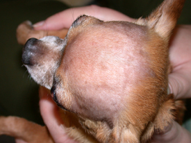 Pattern Baldness