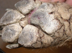 Pododermatitis