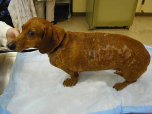 Pyoderma