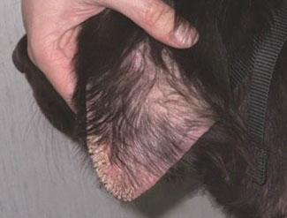 Sarcoptic Mange