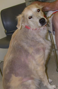 Sebaceous Adenitis
