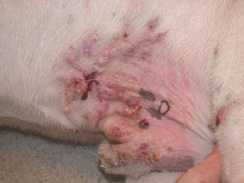 Solar Dermatitis