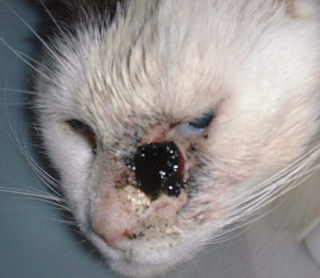 Squamous Cell Carcinoma