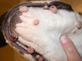 Viral Papillomas