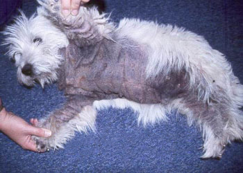 Yeast Dermatitis