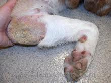 Zinc-Responsive Dermatosis