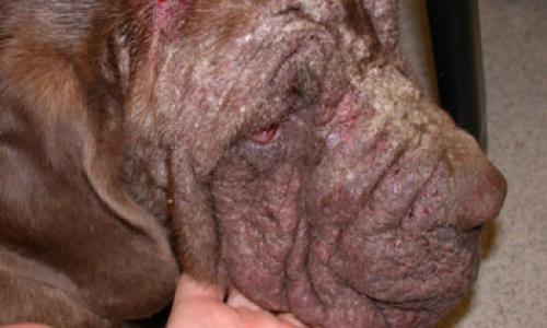 Canine Demodicosis