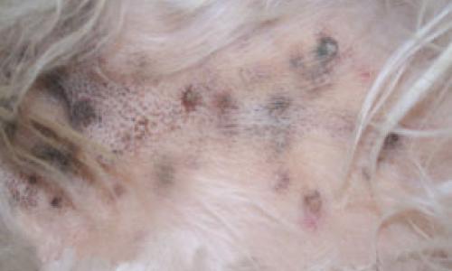 Vitamin A-Responsive Dermatosis