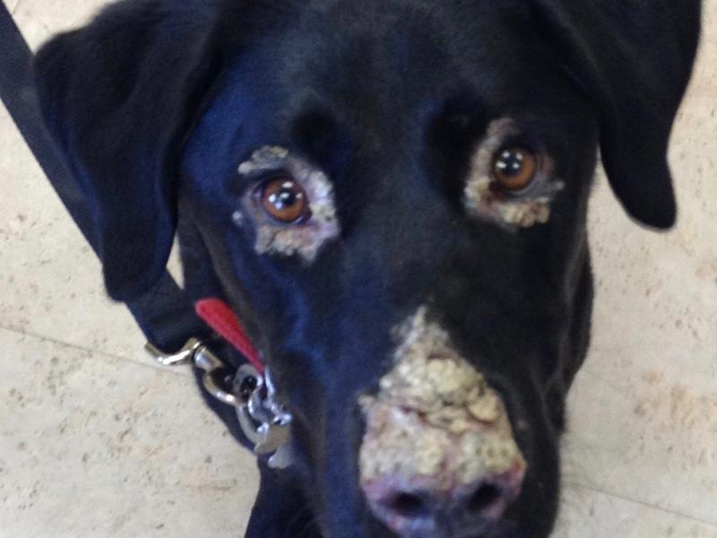 Dog face before